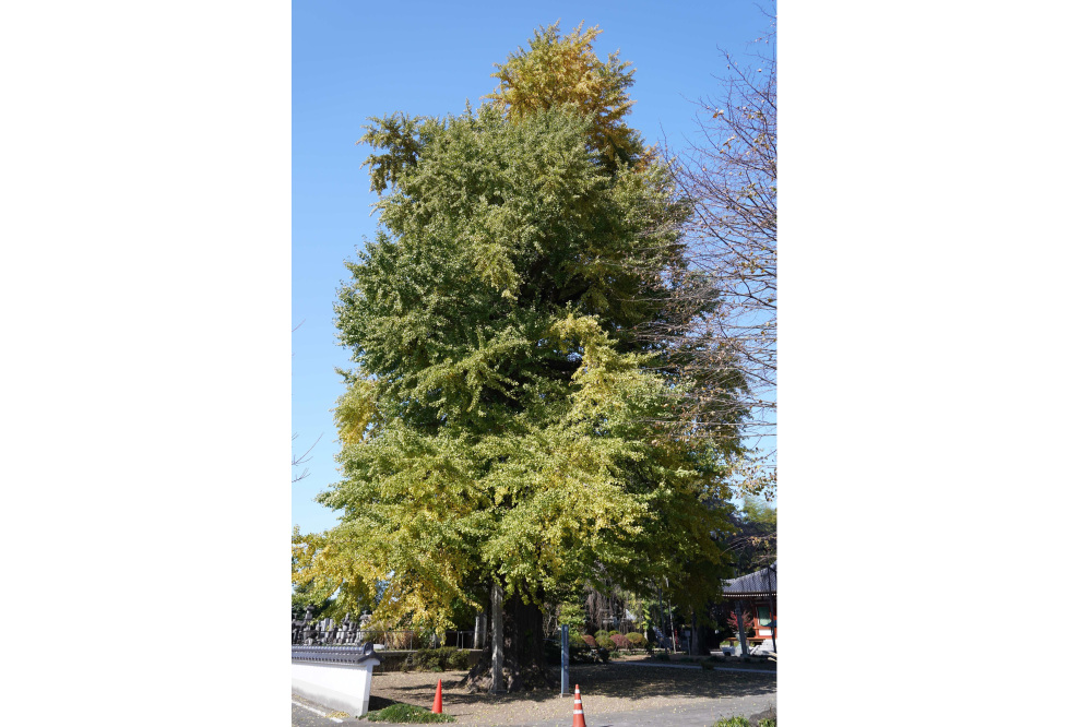 2022年11月09日(水)