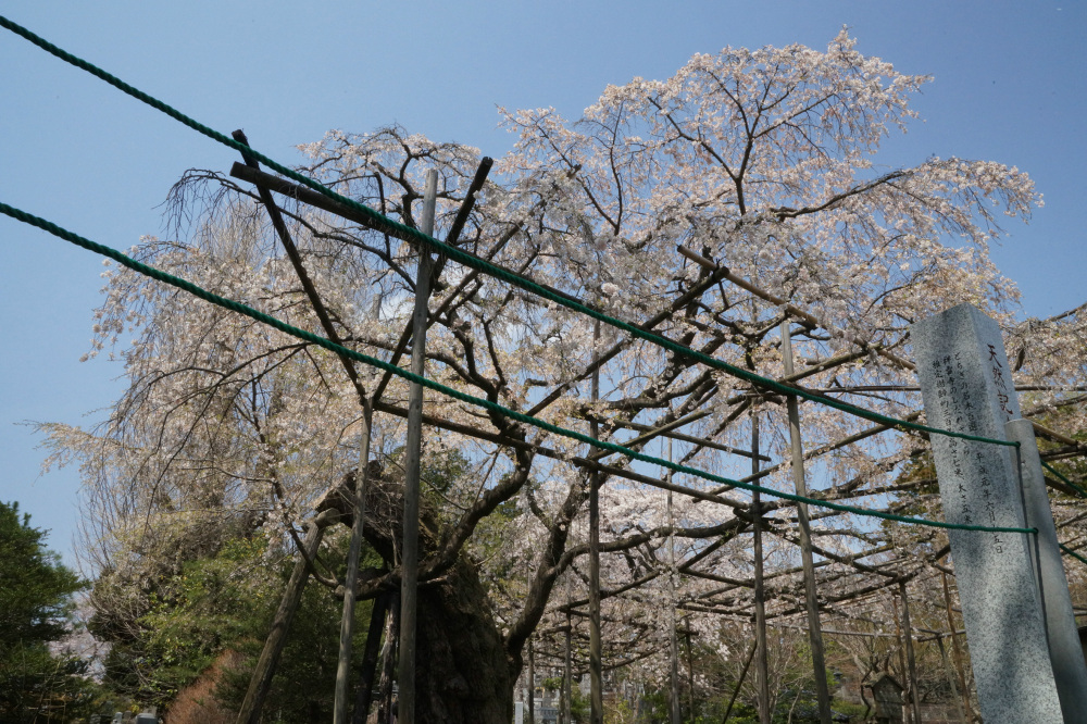 2018年4月7日（土）