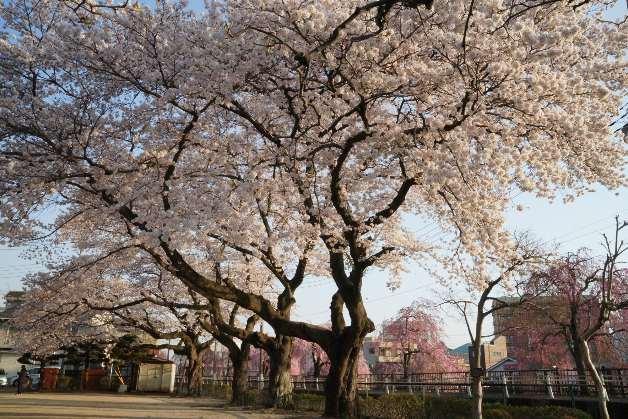 2018年3月31日(土)