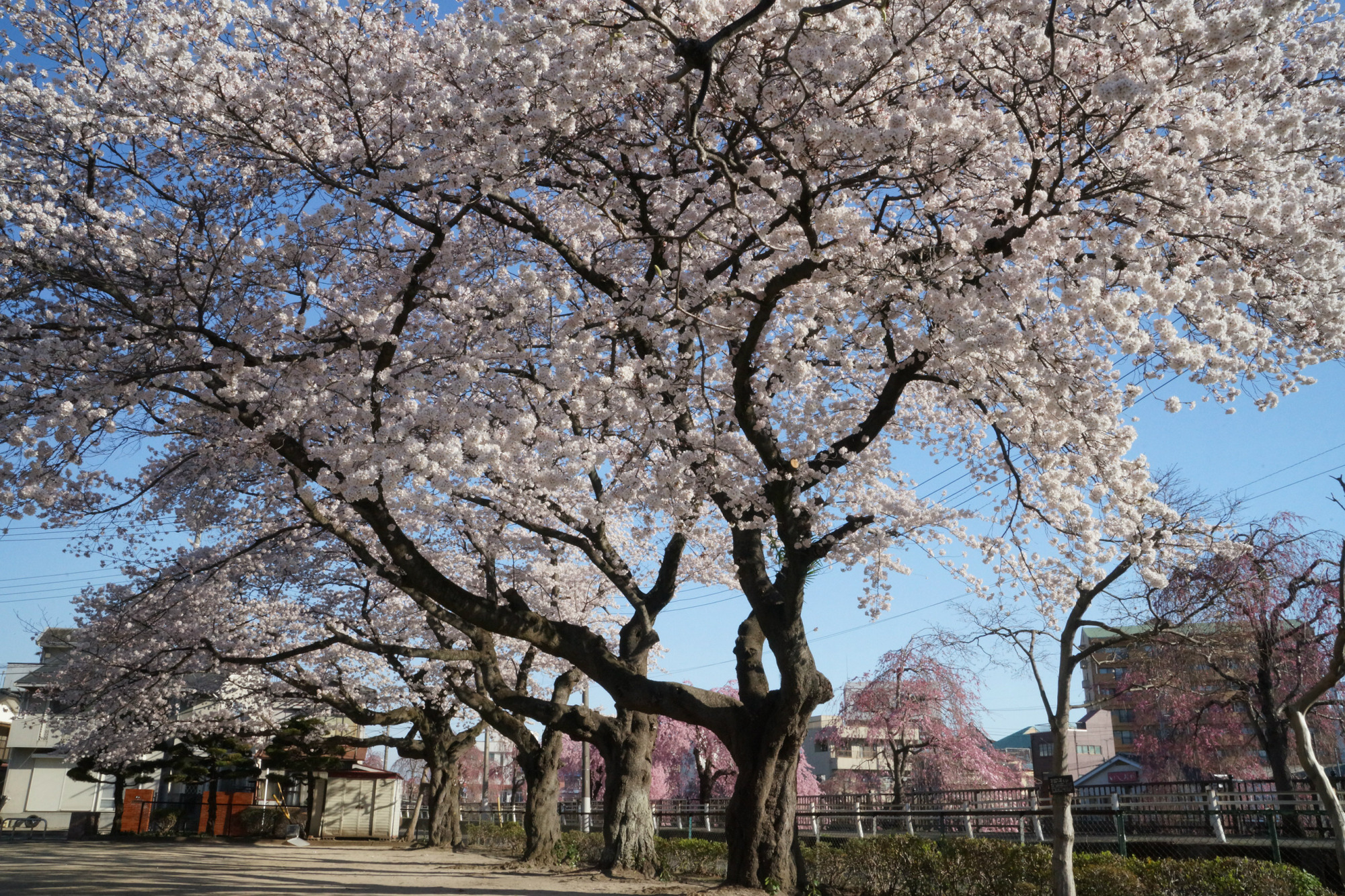 2018年3月30日(金)