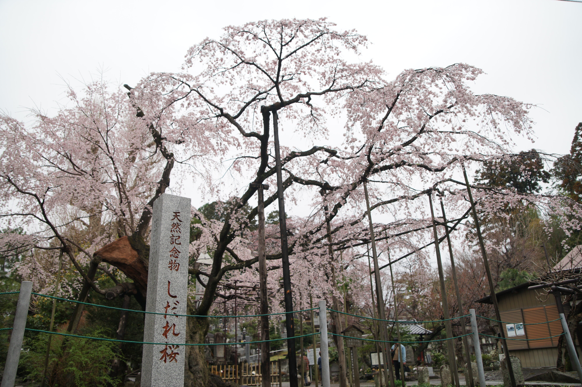 2025年3月29日(土)