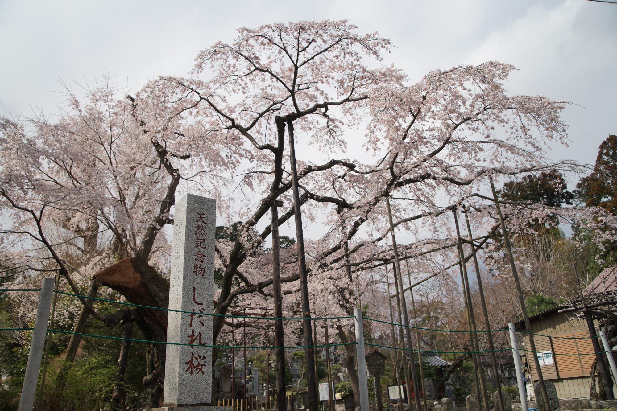 2025年3月30日(日)