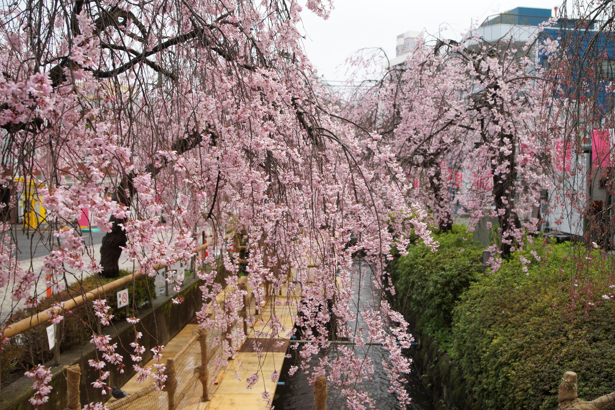 2025年4月2日(水)