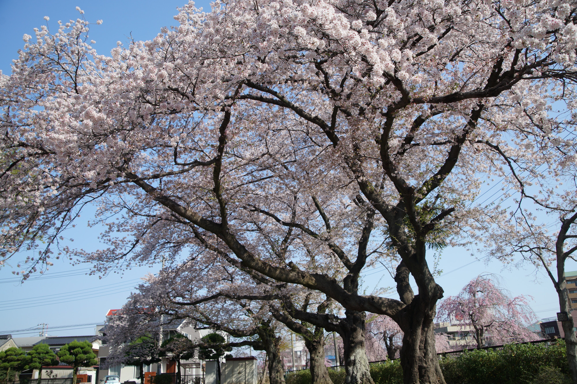 2025年4月12日(土)