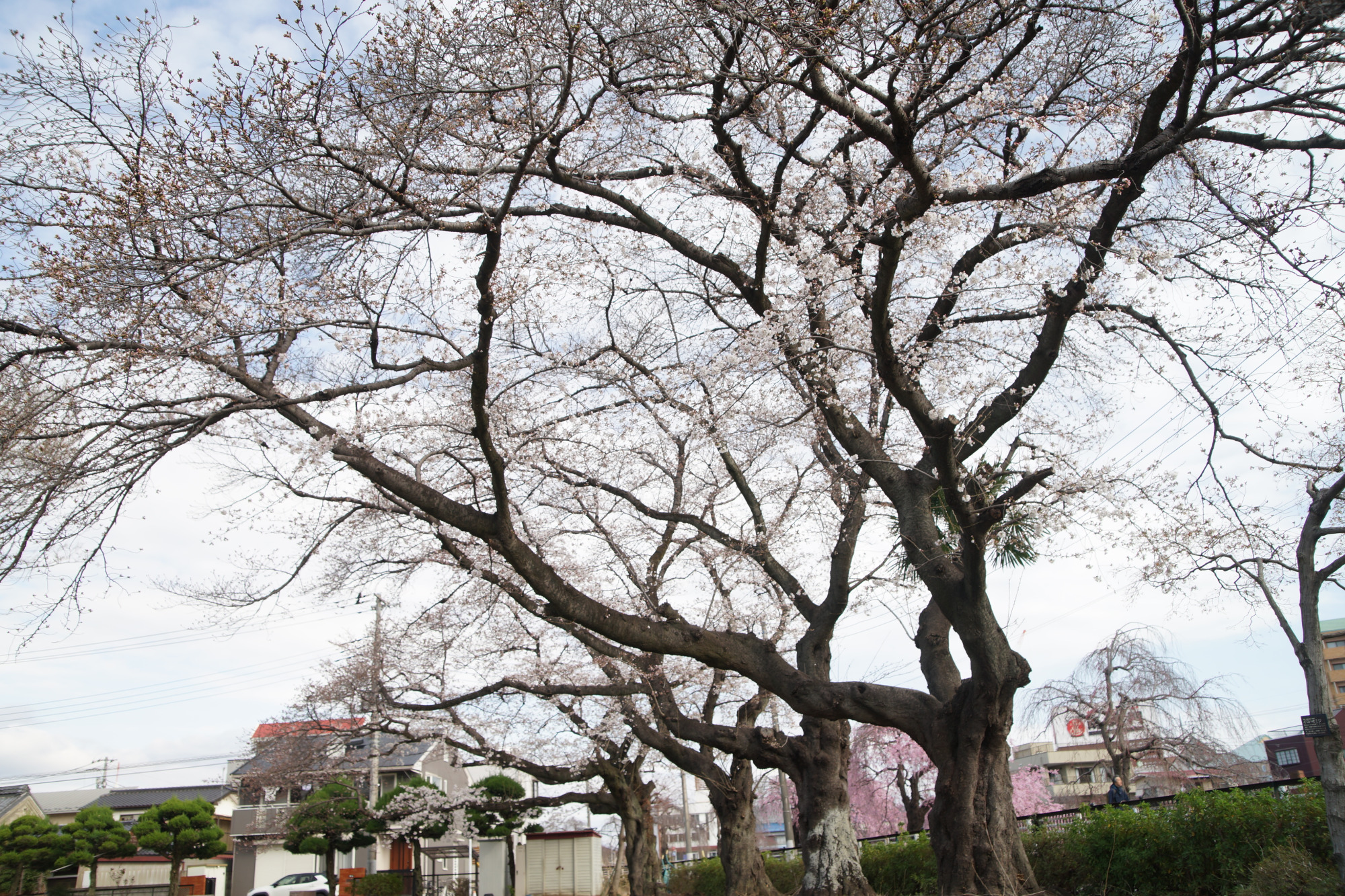 2025年3月31日(月)