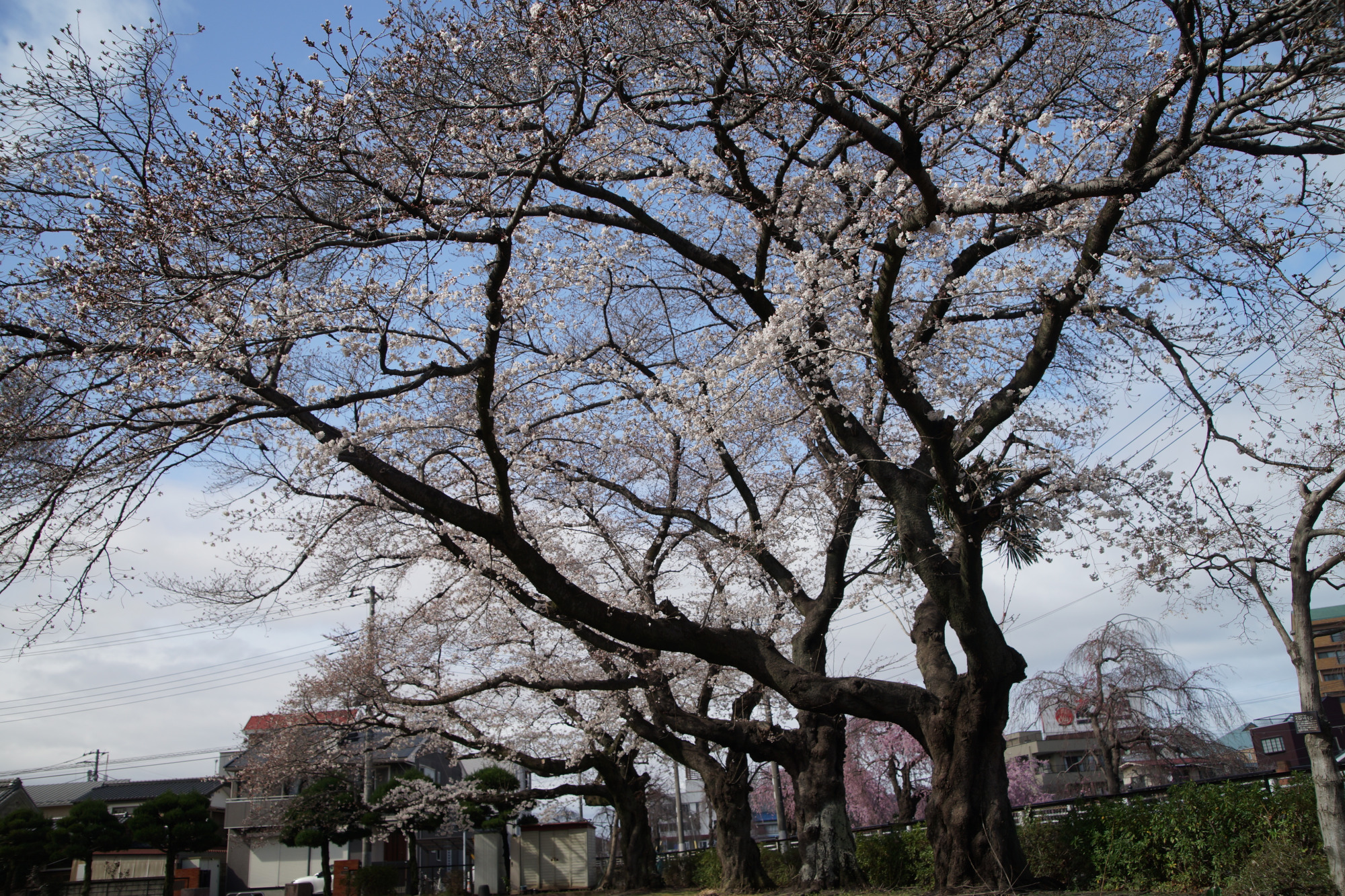 2025年4月2日(水)