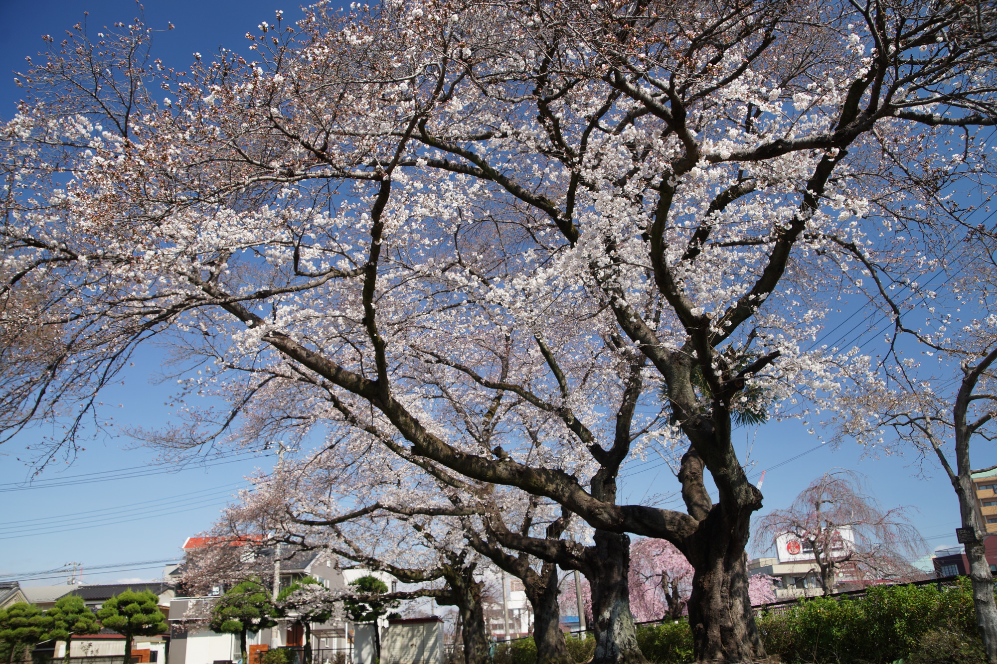 2025年4月4日(金)