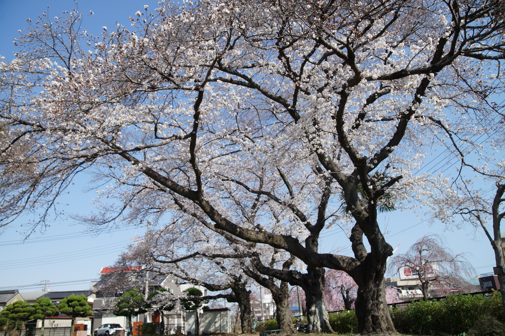 2025年4月5日(土)