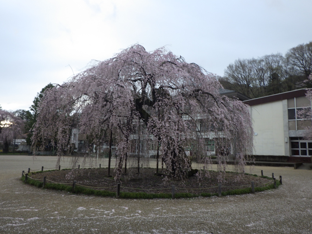2024年4月9日（火）