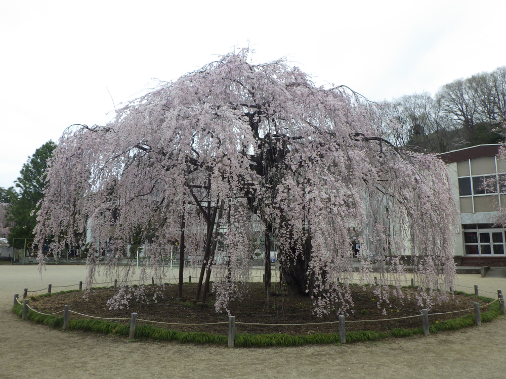 2024年4月8日（月）