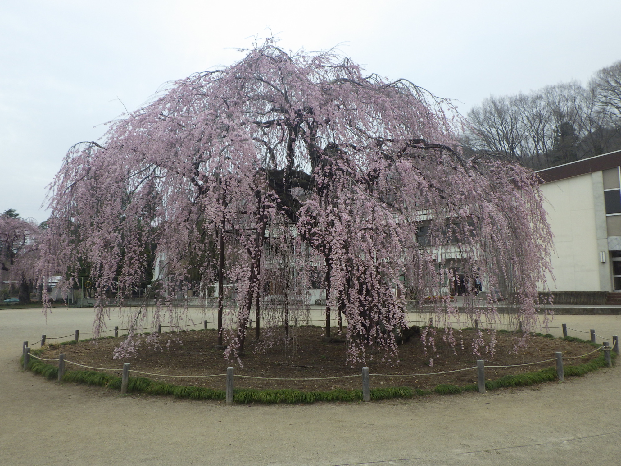 2024年4月3日（水）