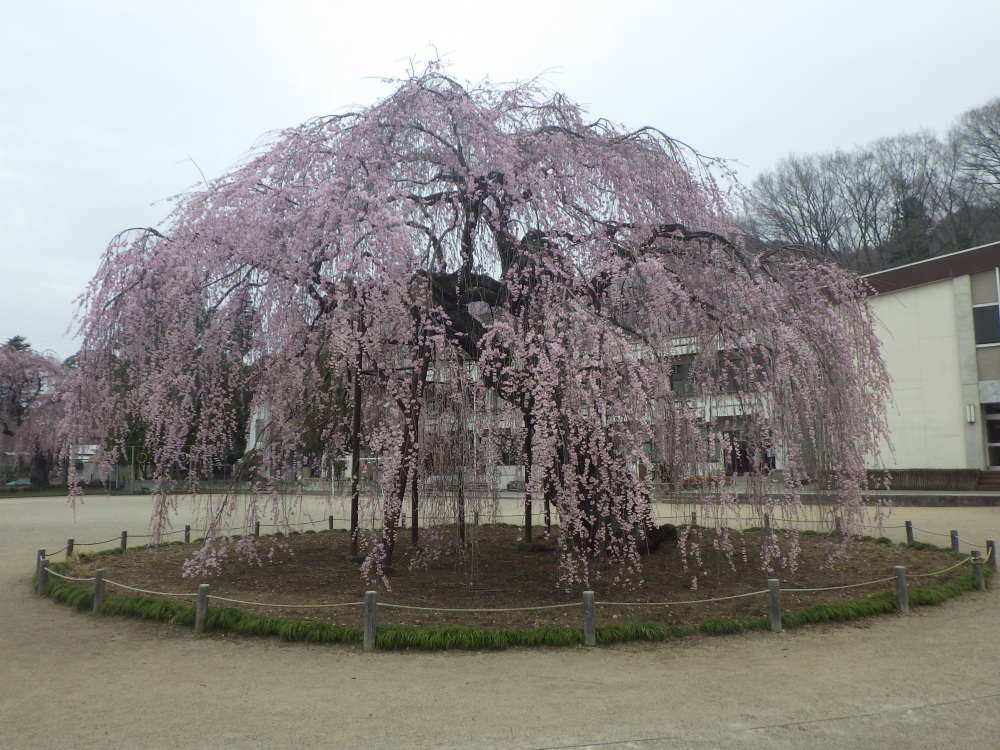 2024年4月3日（水）