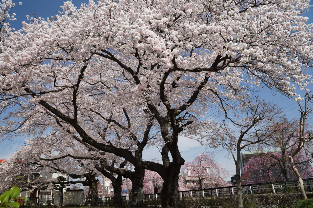 2024年4月11日（木）
