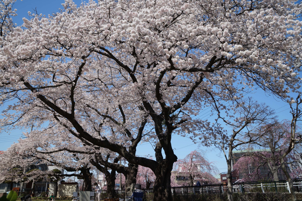 2024年4月9日（火）