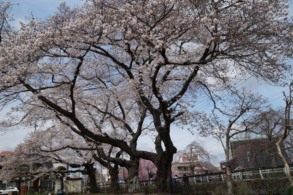 2024年4月7日（日）