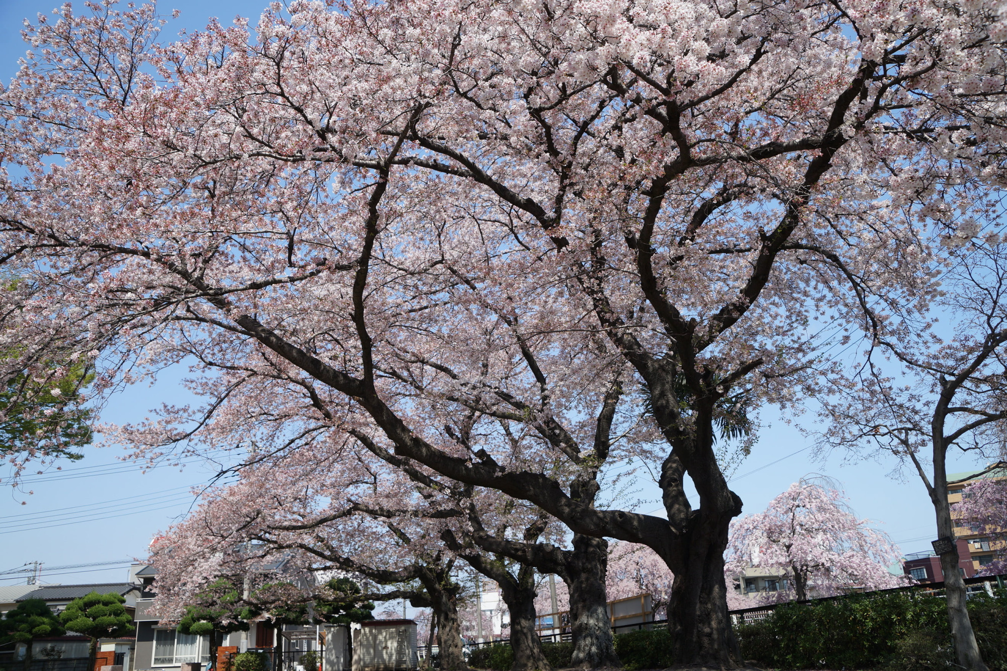 2023年4月3日（月）
