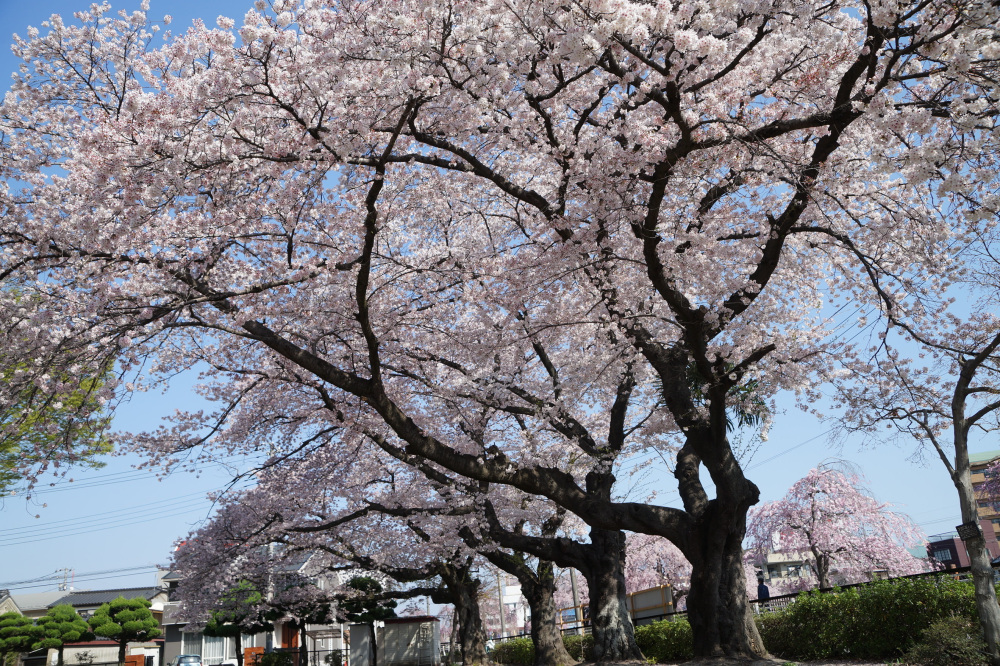 2023年4月1日(土)