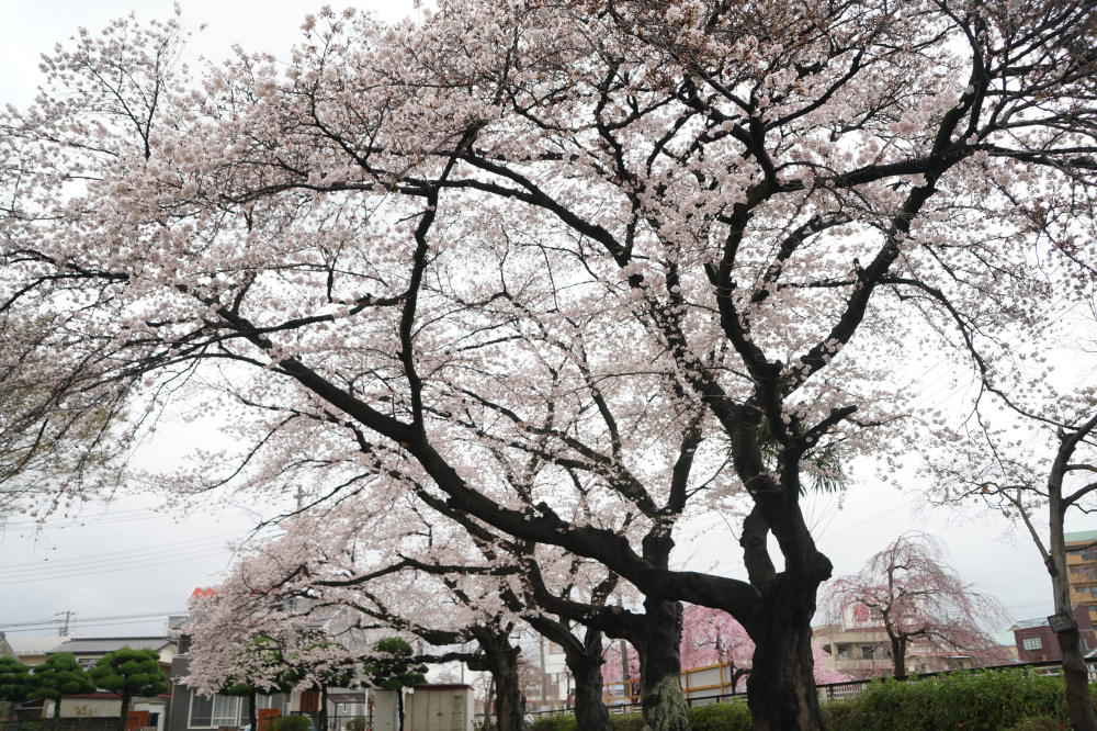 2023年3月25日(土)