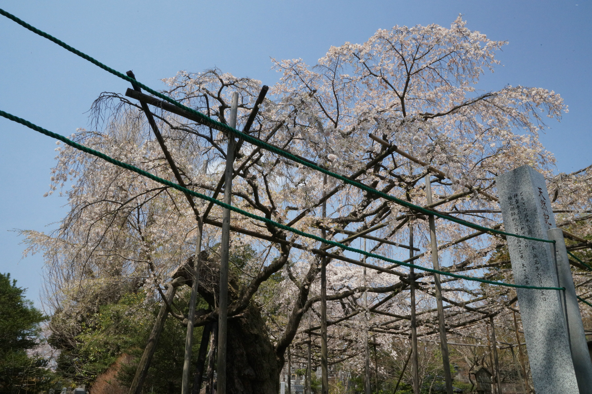2019年4月7日(日)