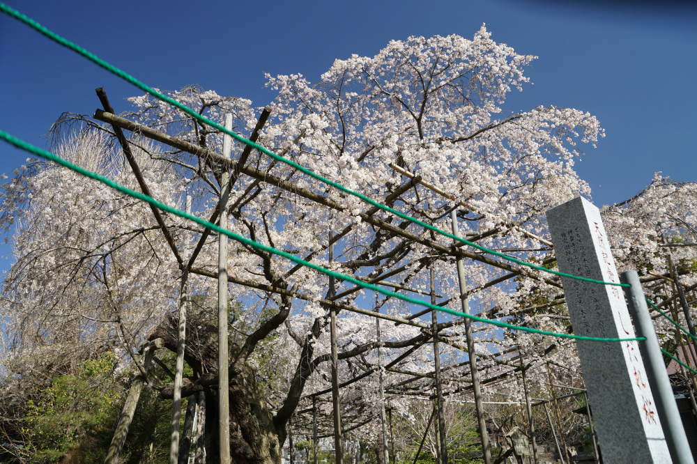 2019年4月6日（土）