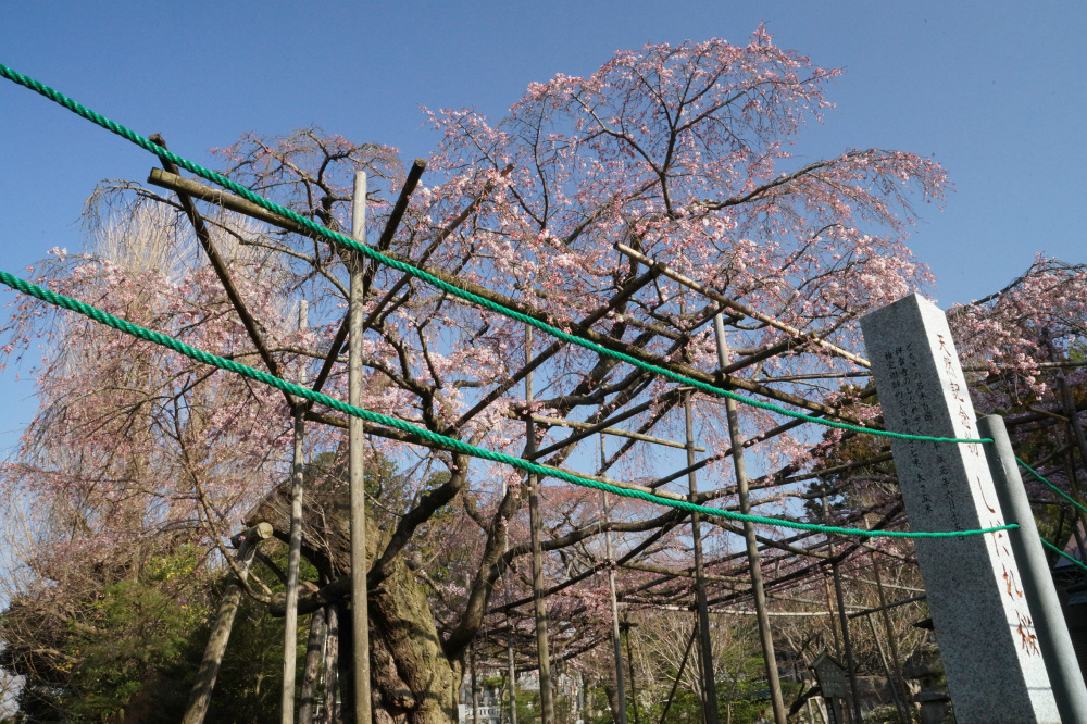 2019年3月26日（火）