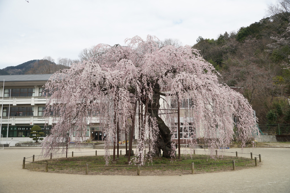 2019年3月27日（水）