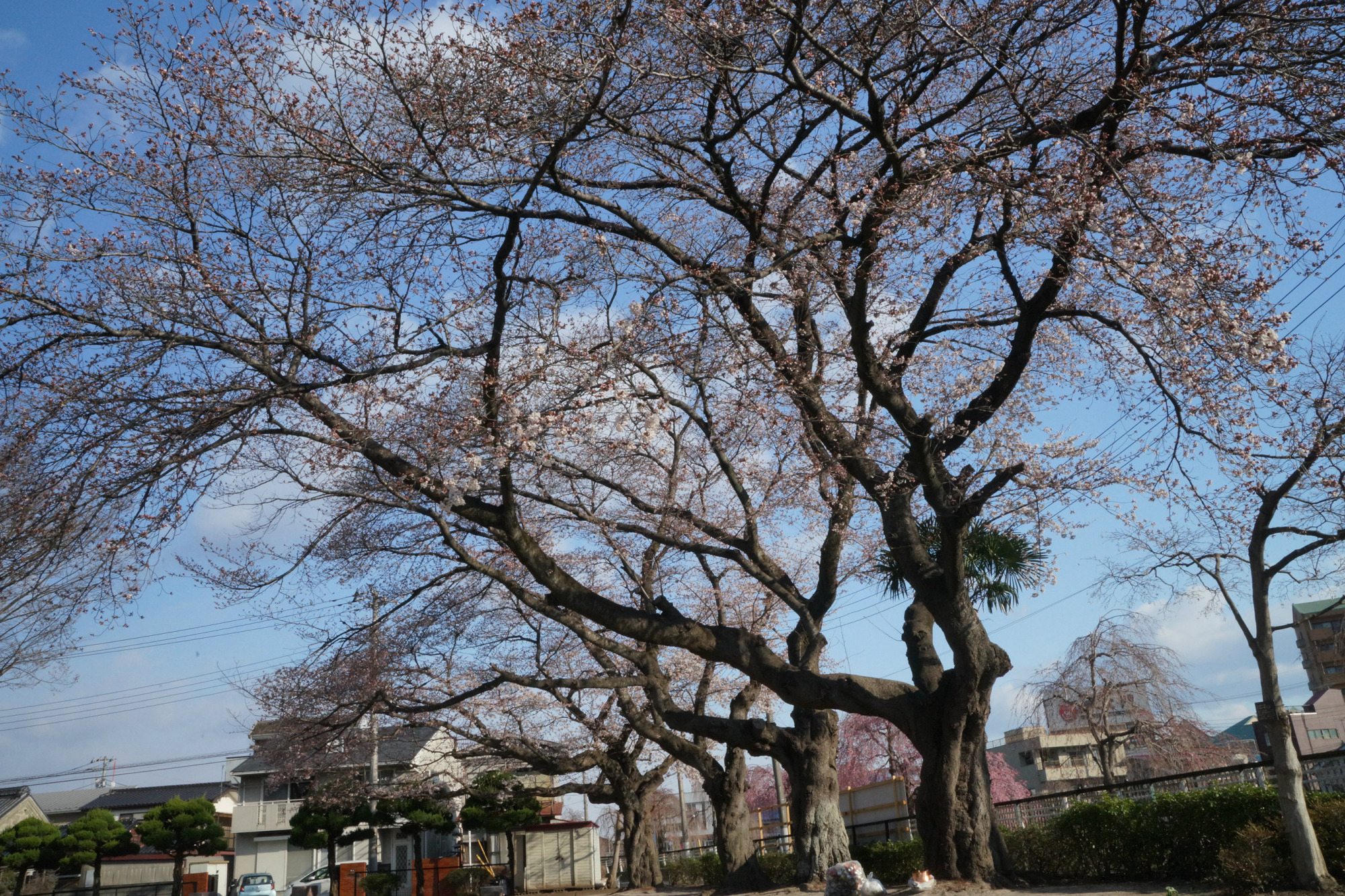 2019年4月3日(水)