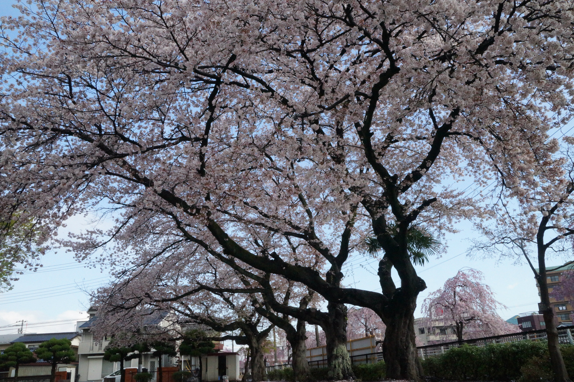 2019年4月15日(月)