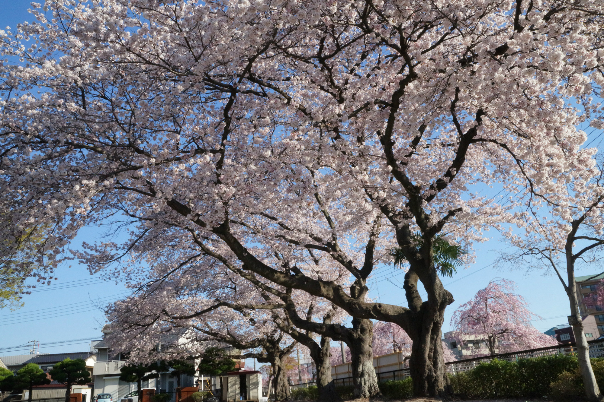 2019年4月13日(土)