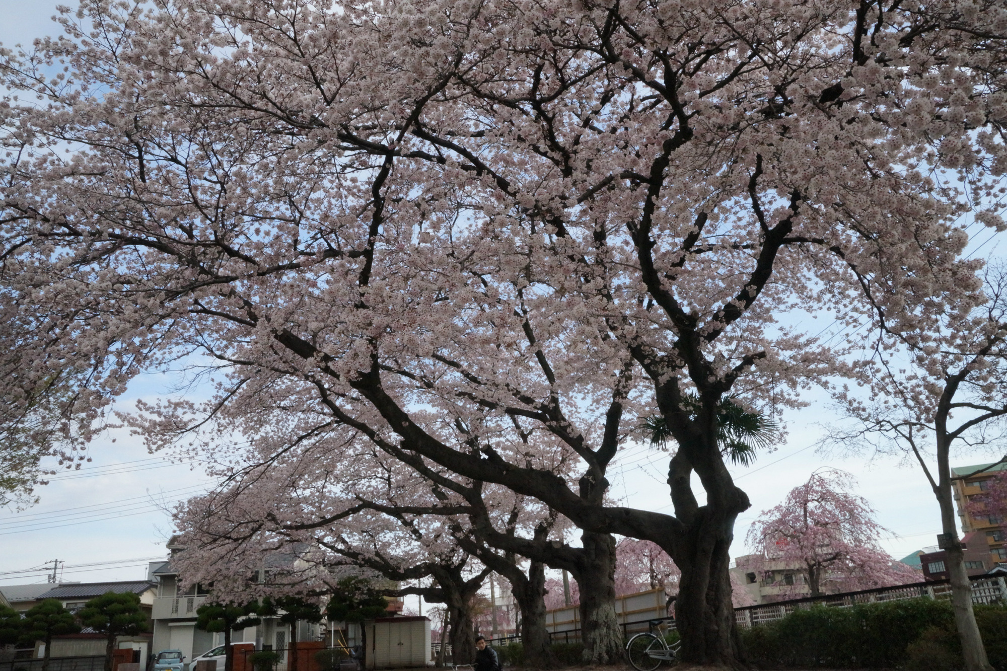2019年4月12日(金)