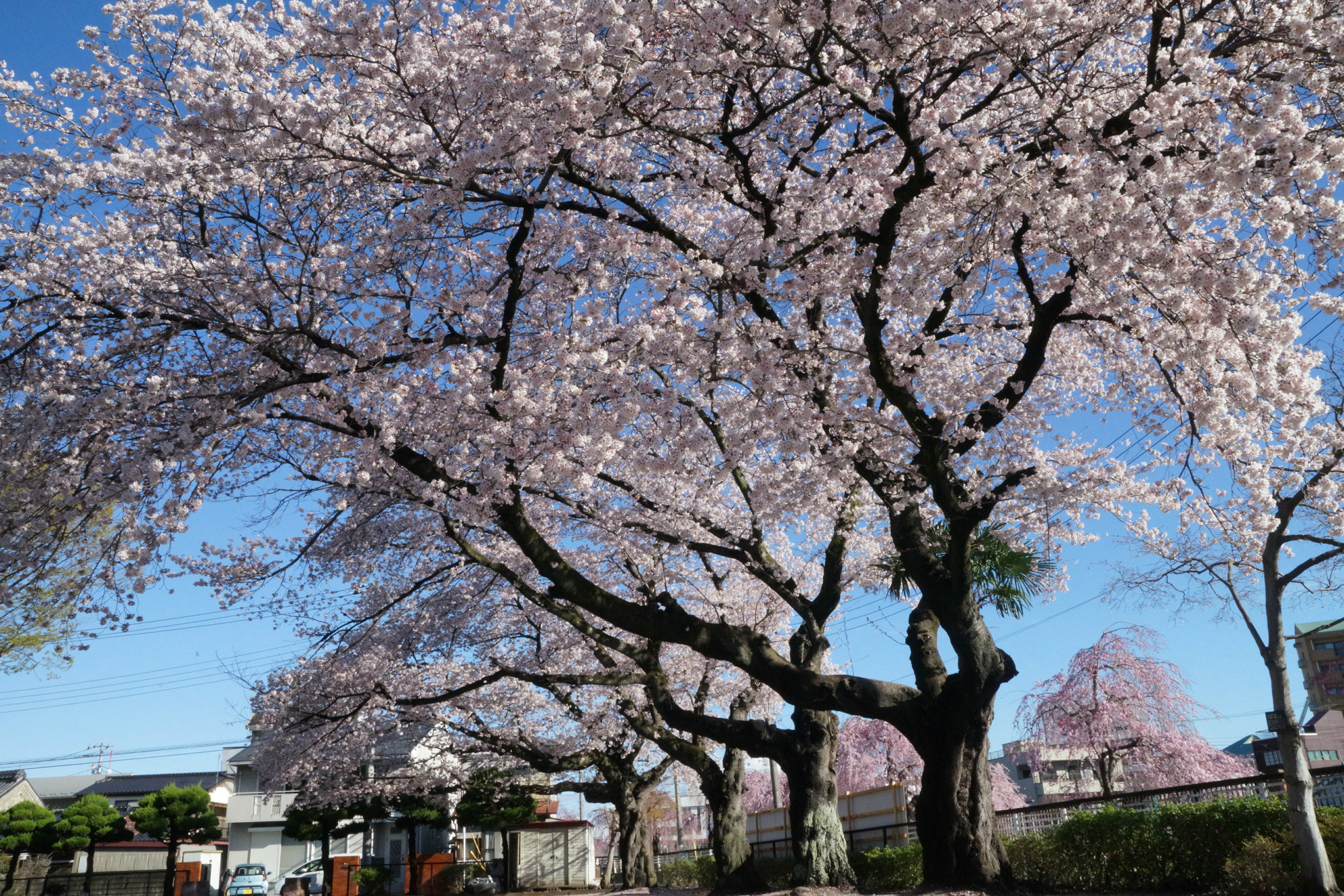 2019年4月11日(木)