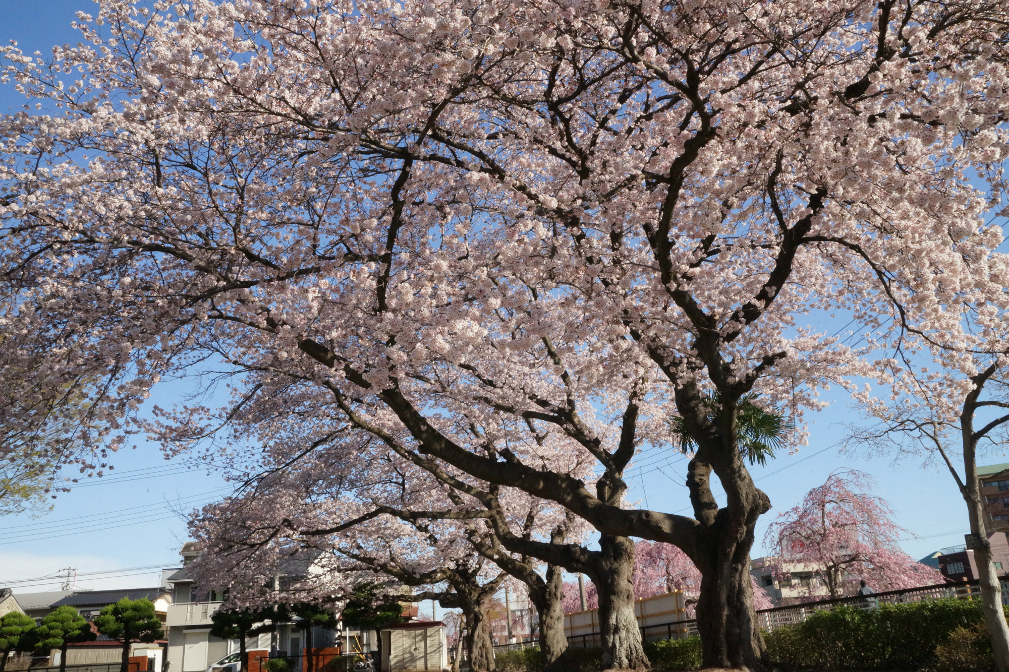 2019年4月9日(火)