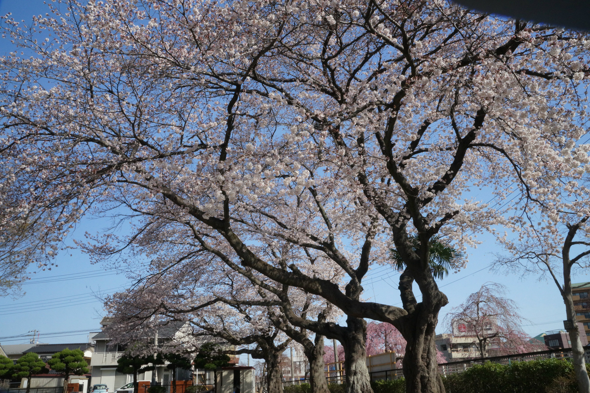 2019年4月6日(土)