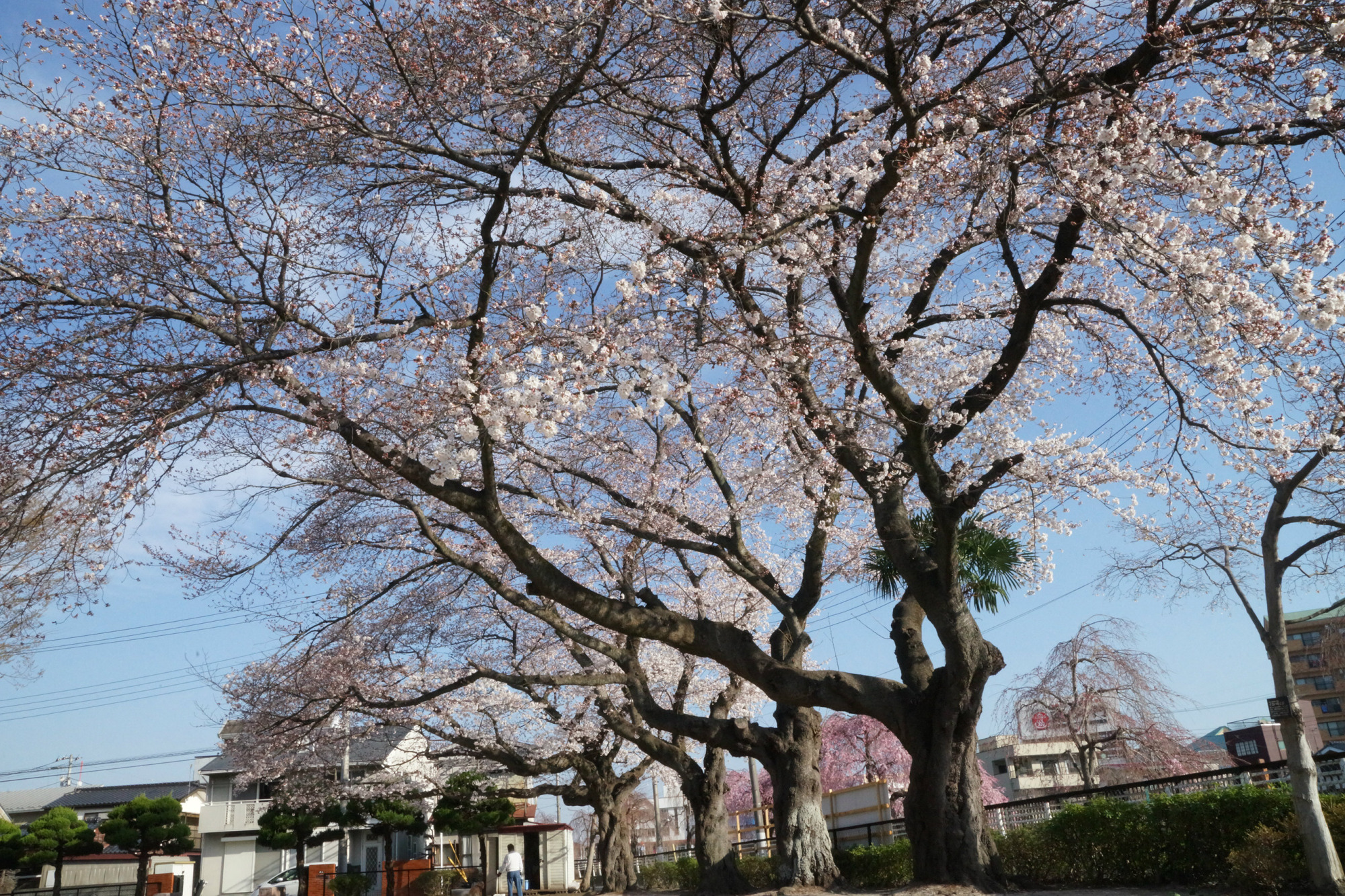 2019年4月5日(金)