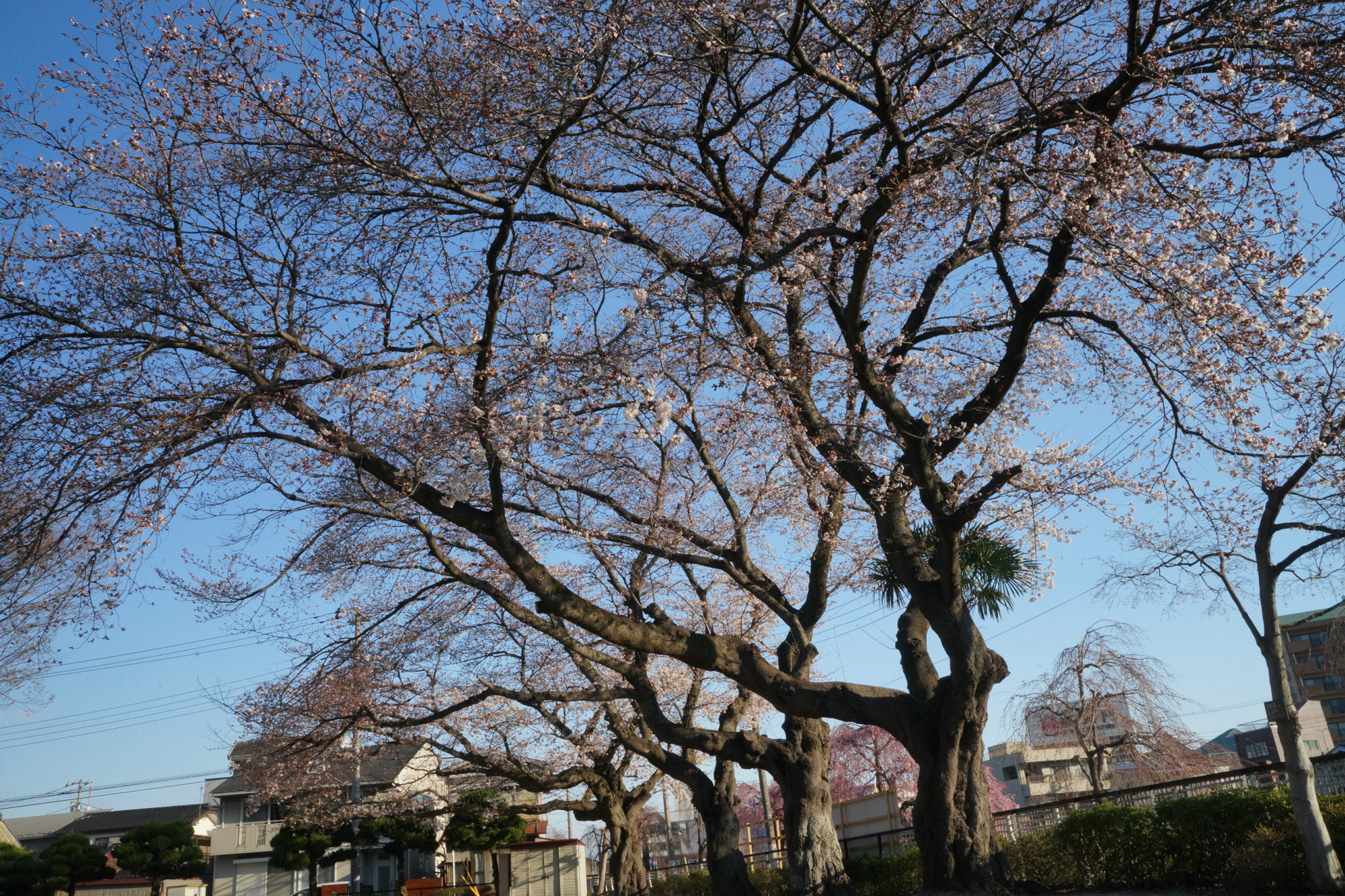 2019年4月4日(木)