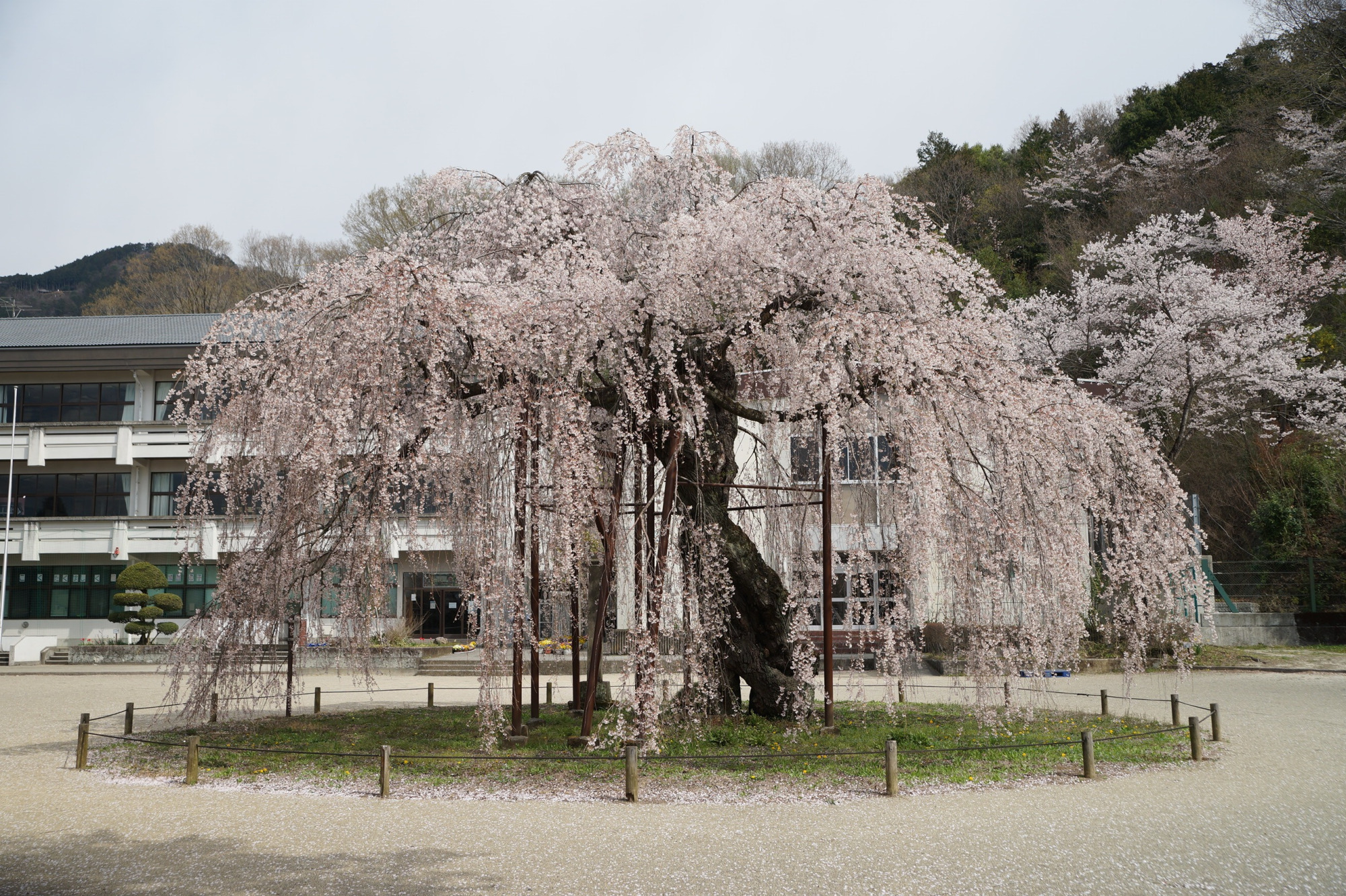 2020年4月6日(月)