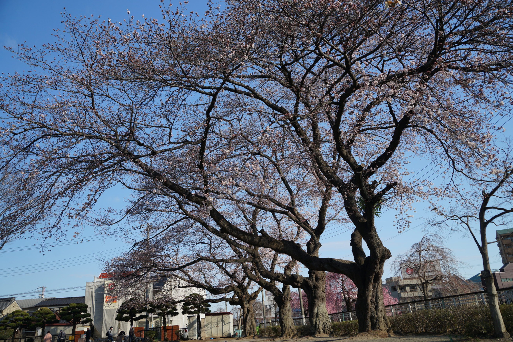 2020年3月23日(月)