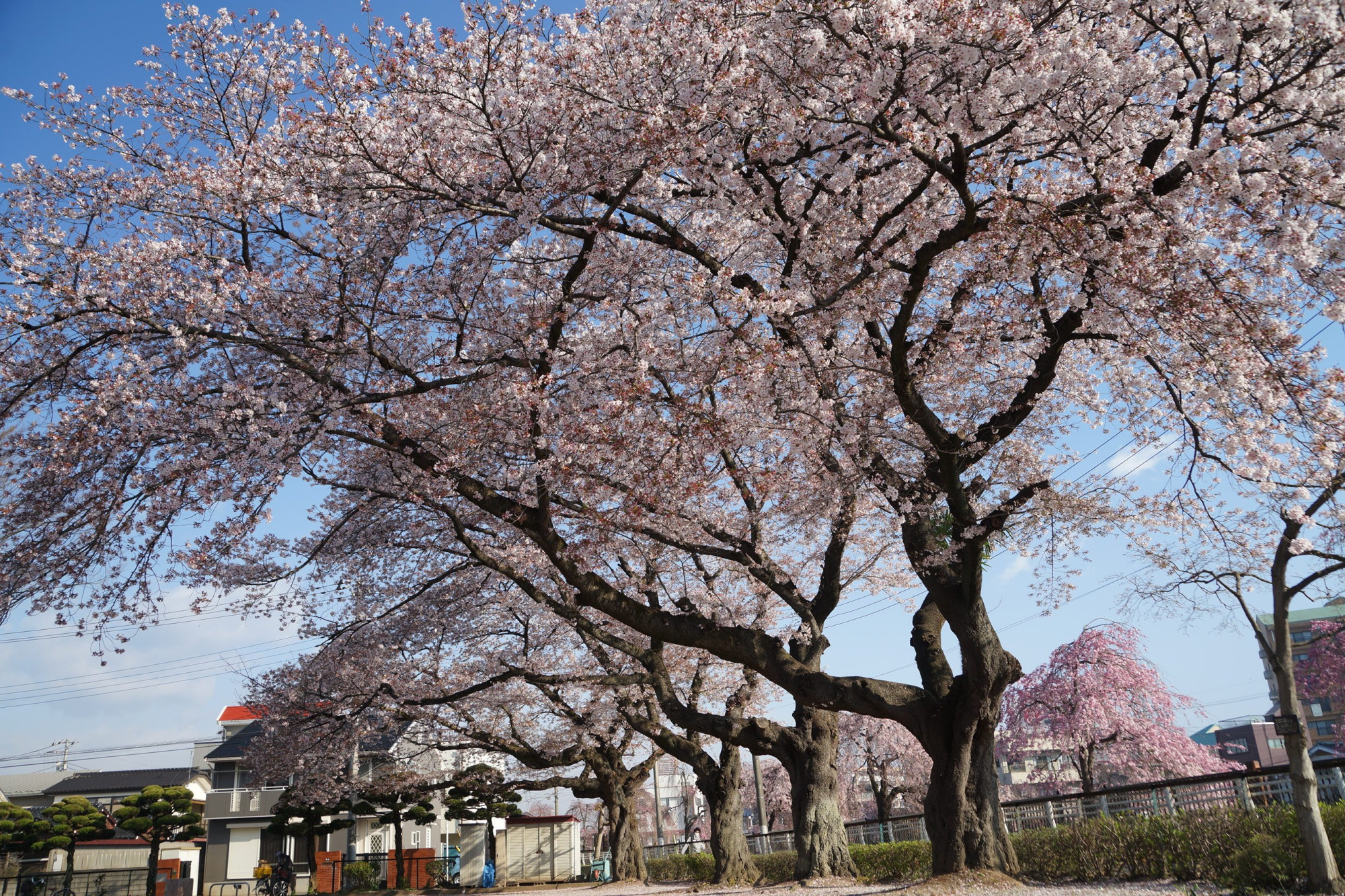 2020年4月6日(月)