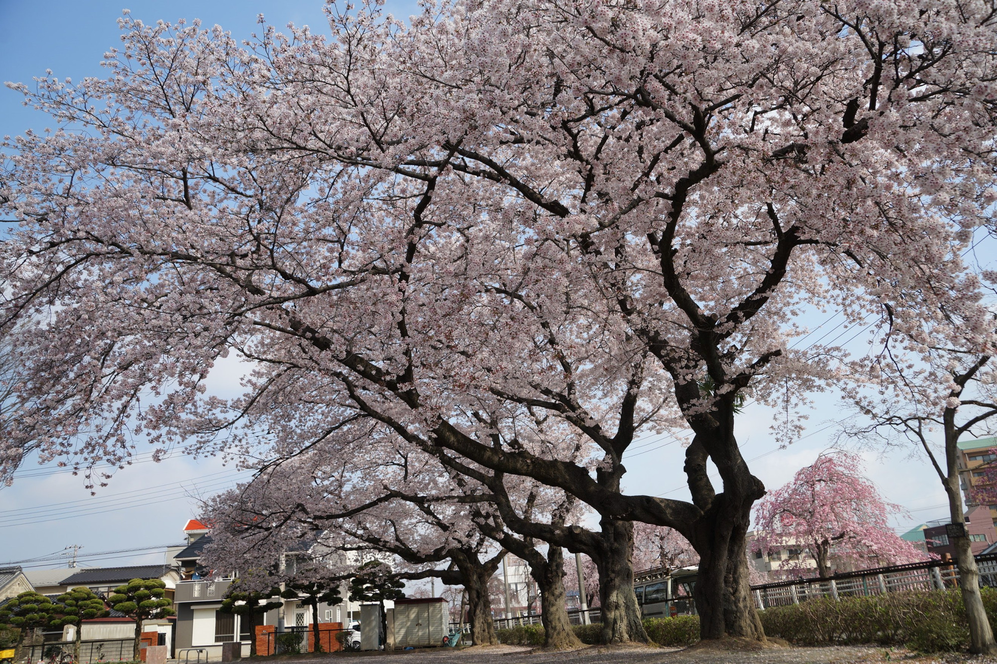 2020年4月4日(土)