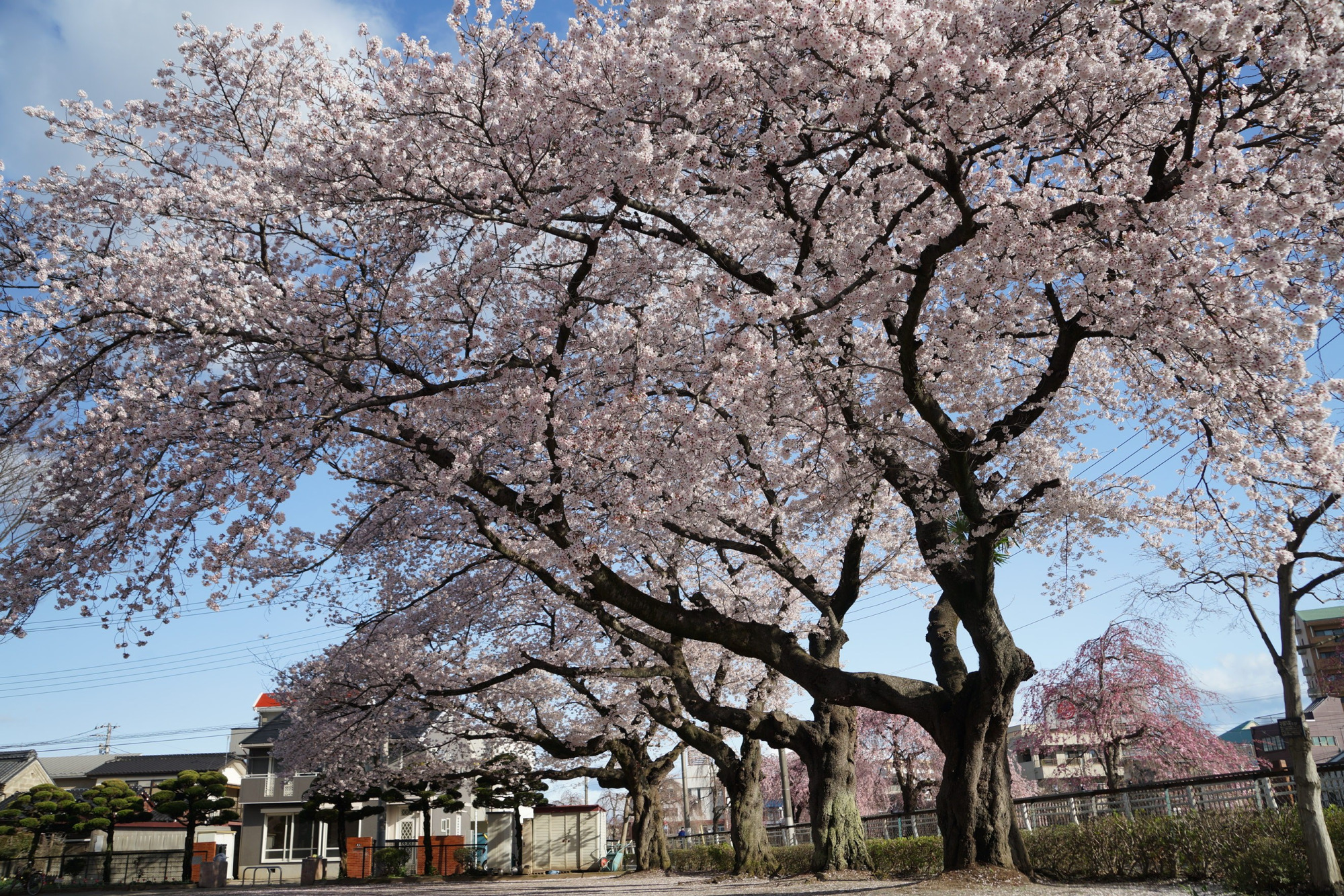2020年4月2日(木)