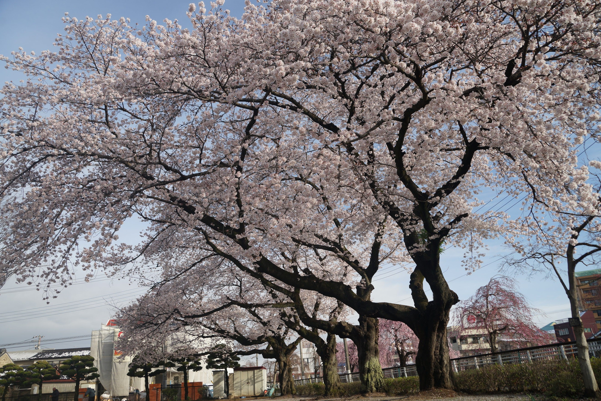 2020年3月30日(月)