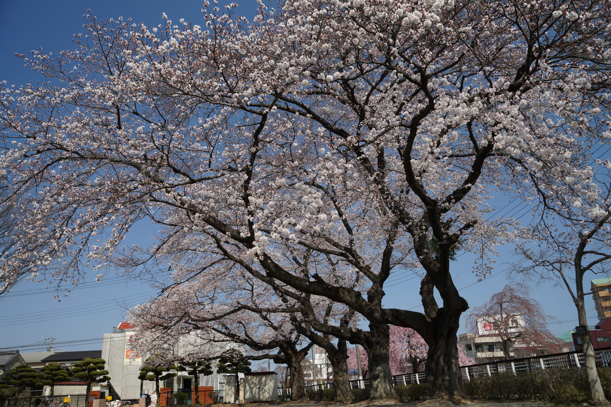 2020年3月26日(木)