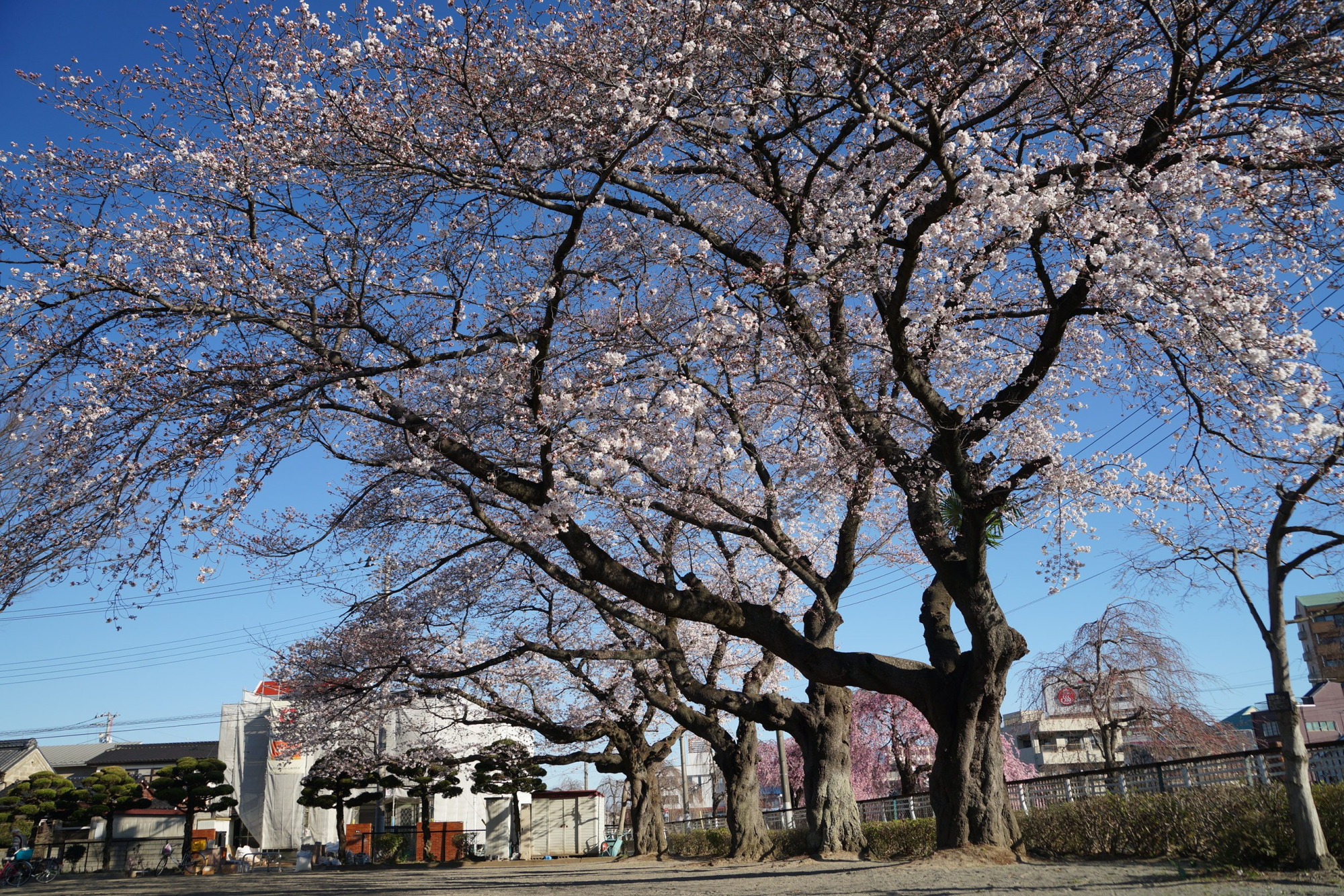 2020年3月25日(水)