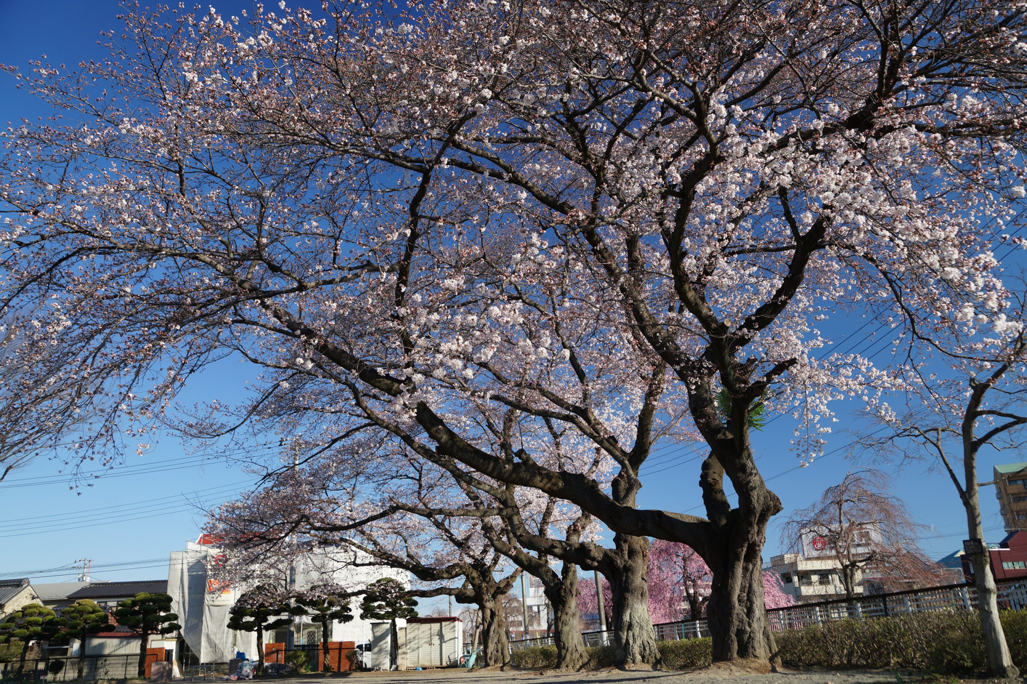 2020年3月24日(火)