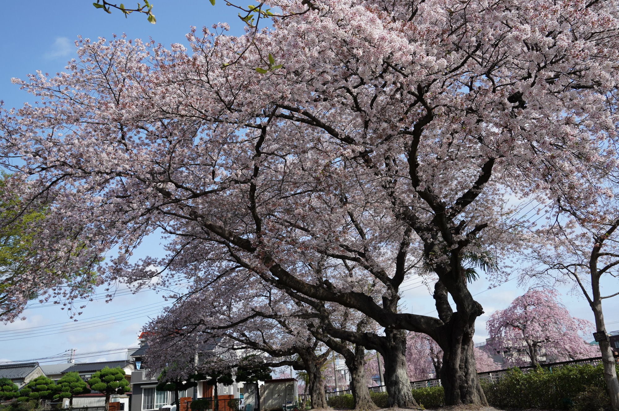 2021年4月3日（土）