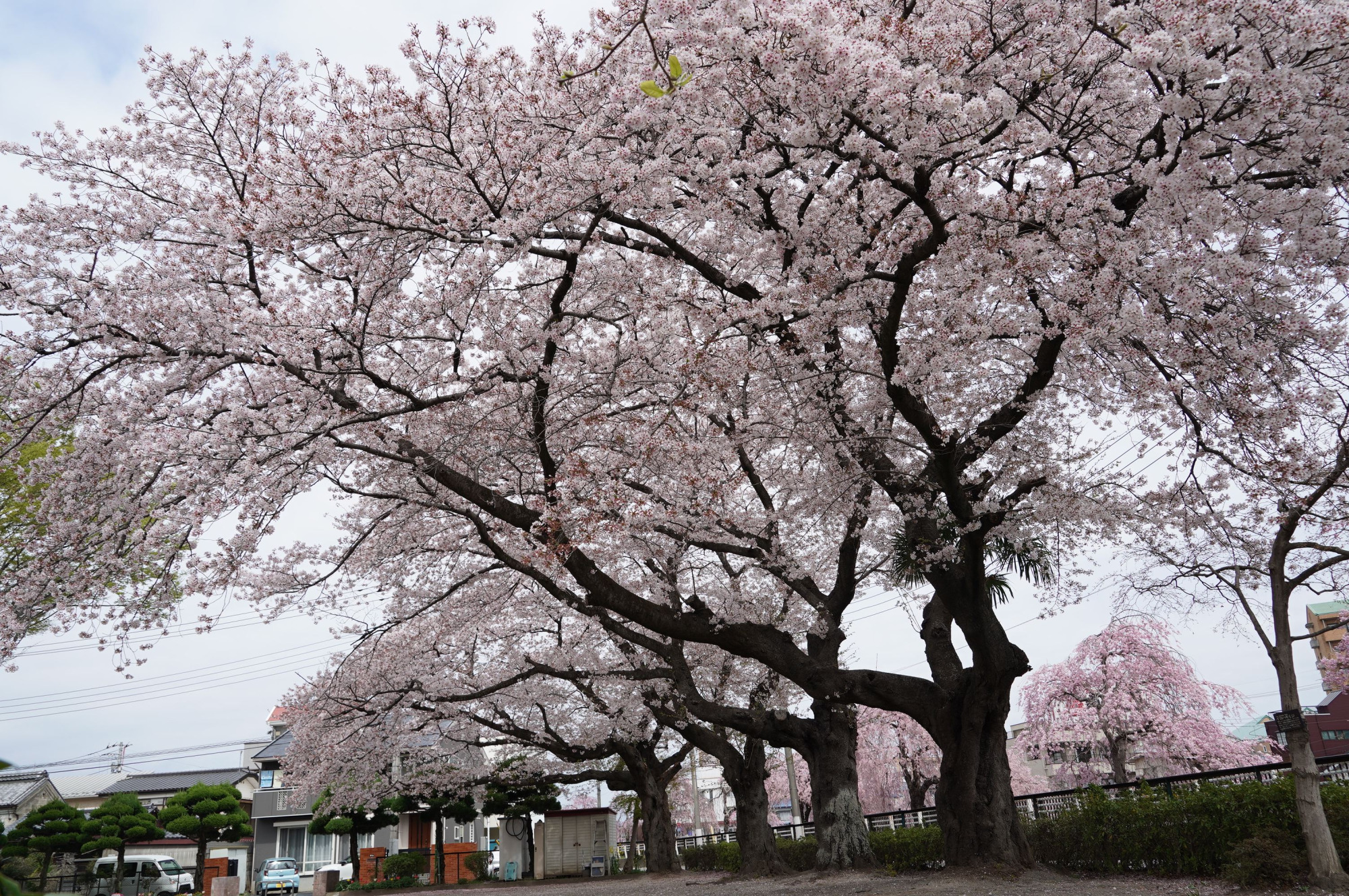2021年4月2日（金）