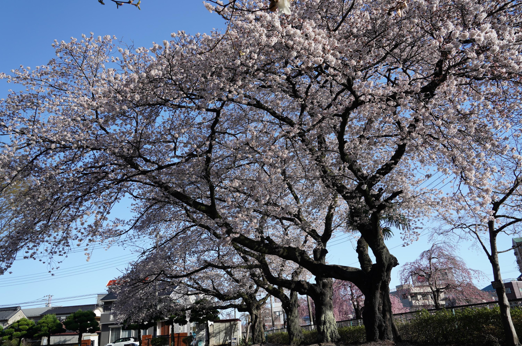 2021年3月29日（月）