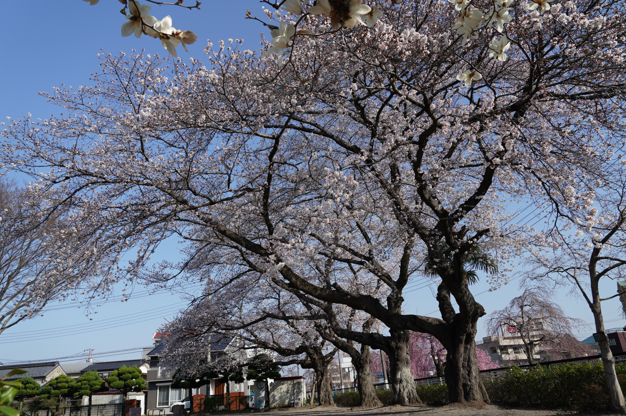 2021年3月26日（金）