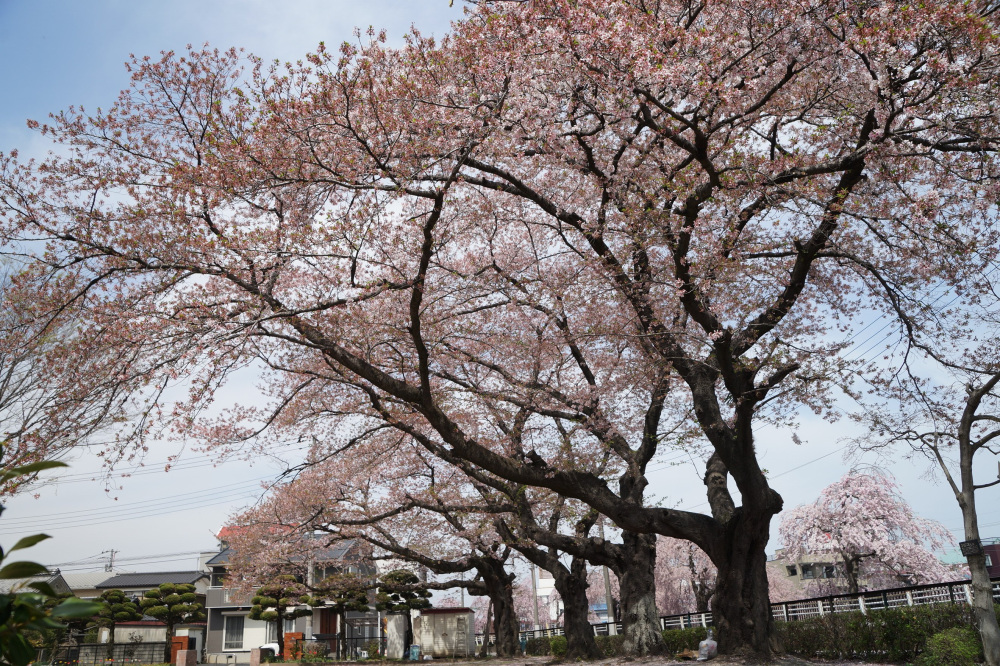 2022年4月11日(月)
