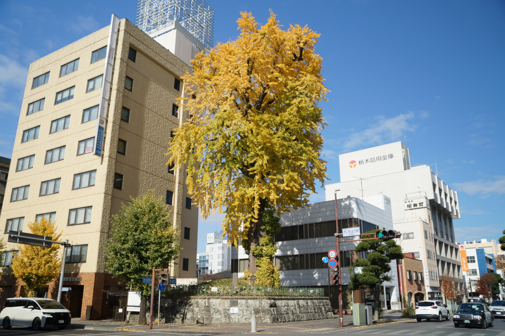 2025年11月20日(木)更新